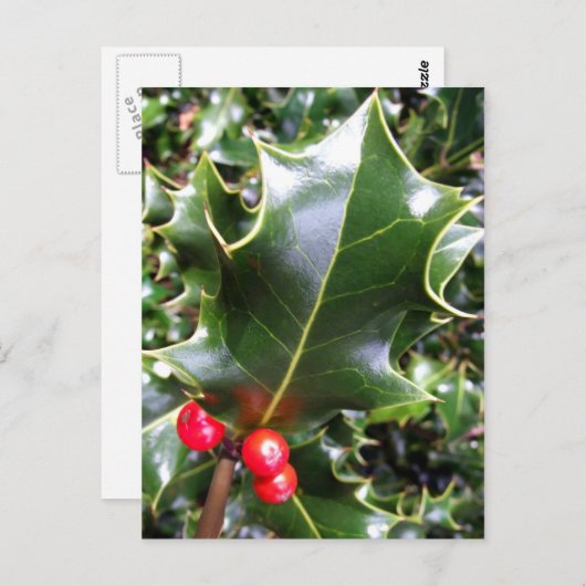 Carte postale Holly (Devant / Derrière)