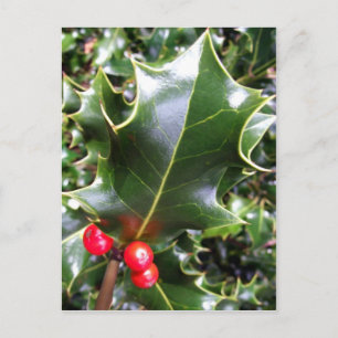 Carte postale Holly