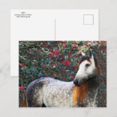 Carte postale "Holly" (Devant / Derrière)