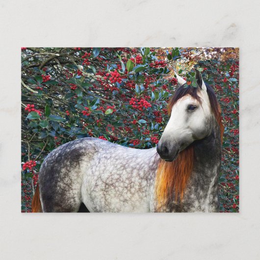 Carte postale "Holly" (Devant)