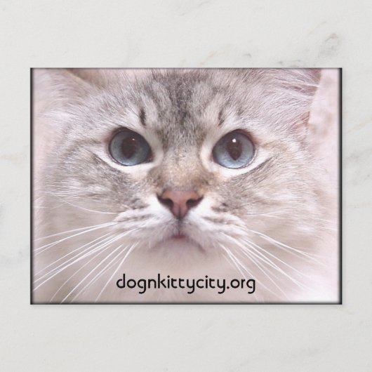 Carte postale Holly (Devant)