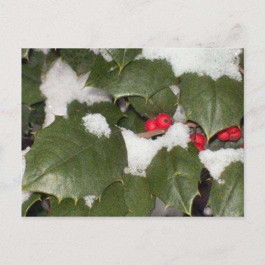 Carte postale Holly (Devant)