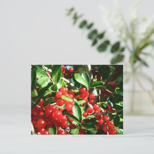 Carte Postale Holly Berries (Debout devant)