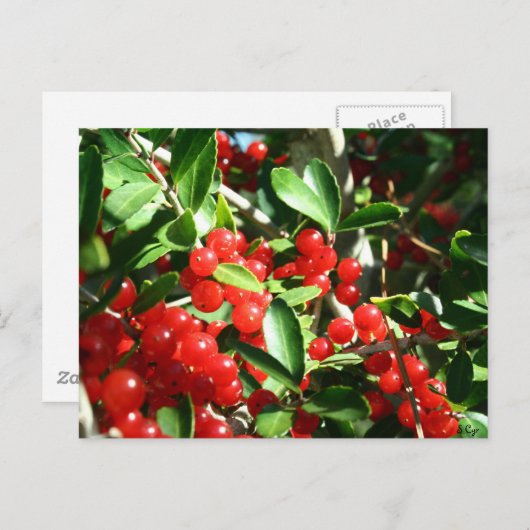 Carte Postale Holly Berries (Devant / Derrière)