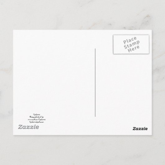 Carte Postale Holly Berries (Dos)