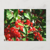 Carte Postale Holly Berries (Devant)