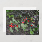 Carte Postale Holly Berries (Devant / Derrière)