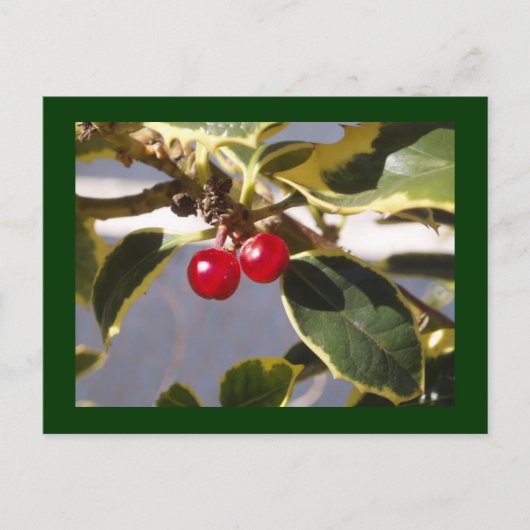 Carte Postale Holly Berry (Devant)