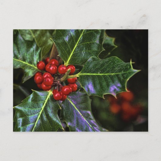 Carte Postale Holly Feuilles et Berries (Devant)