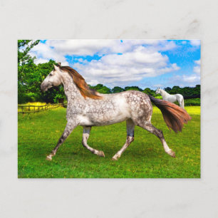 Carte Postale "Holly On Move"