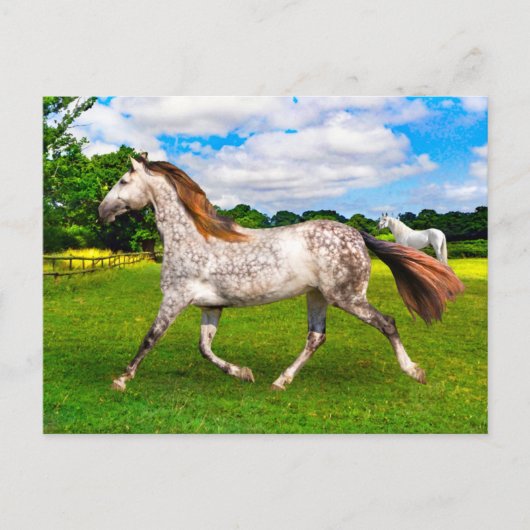 Carte Postale "Holly On Move" (Devant)