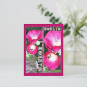 CARTE POSTALE HOLLY SIGNET (Debout devant)