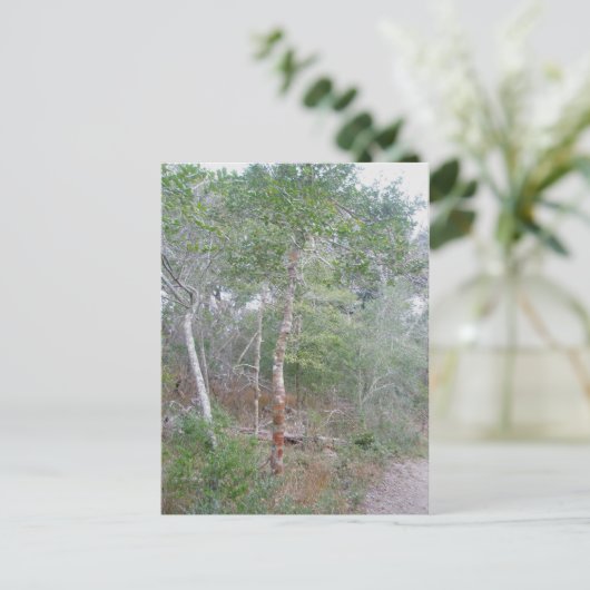 Carte Postale Holly Tree Bark OBX Buxton Nature Trail (Debout devant)