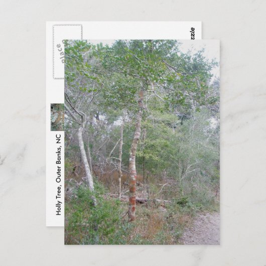 Carte Postale Holly Tree Bark OBX Buxton Nature Trail (Devant / Derrière)