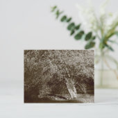 Carte Postale Holly Tree - Sepia (Debout devant)