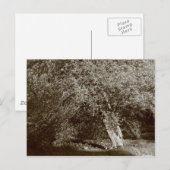 Carte Postale Holly Tree - Sepia (Devant / Derrière)