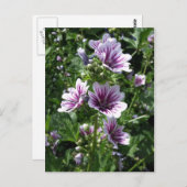 Carte Postale Hollyhock (Devant / Derrière)