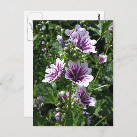 Carte Postale Hollyhock (Devant / Derrière)