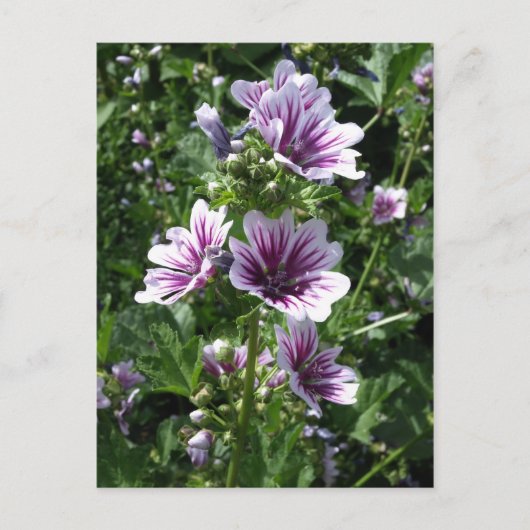 Carte Postale Hollyhock (Devant)