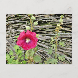 Carte Postale Hollyhock par une clôture ukrainienne traditionnel