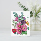 Carte Postale Hollyhocks Illustration botanique (Debout devant)