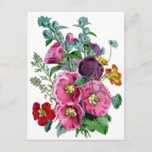 Carte Postale Hollyhocks Illustration botanique