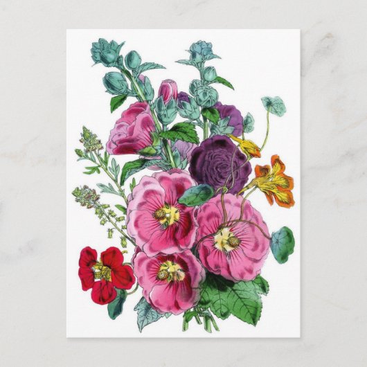 Carte Postale Hollyhocks Illustration botanique (Devant)