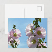 Carte Postale Hollyhocks: Japan (Devant / Derrière)