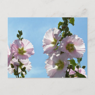 Carte Postale Hollyhocks: Japan
