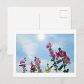 Carte Postale Hollyhocks: Japan (Devant / Derrière)