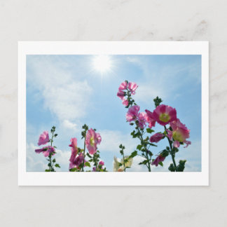 Carte Postale Hollyhocks: Japan