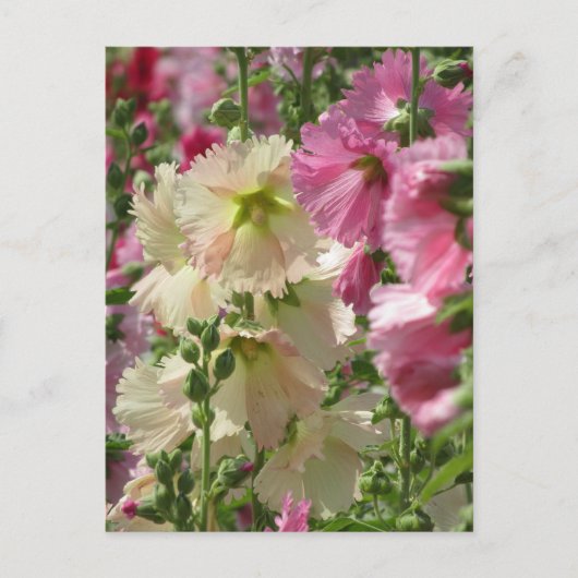 Carte Postale Hollyhocks : Japon (Devant)