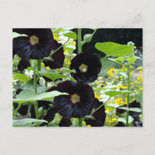 Carte Postale Hollyhocks noirs