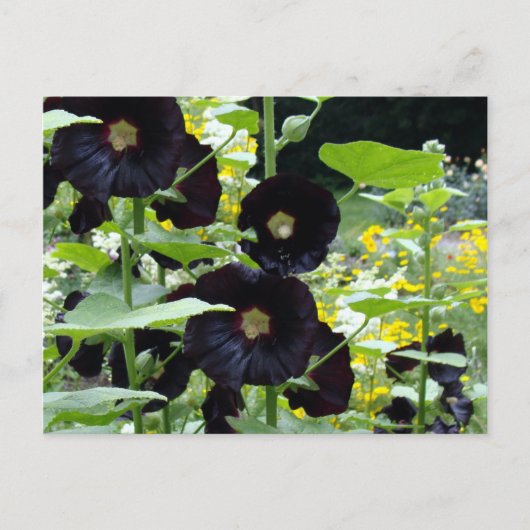 Carte Postale Hollyhocks noirs (Devant)