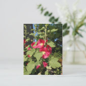 Carte Postale Hollyhocks roses (Debout devant)