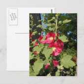 Carte Postale Hollyhocks roses (Devant / Derrière)