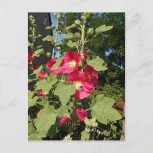 Carte Postale Hollyhocks roses