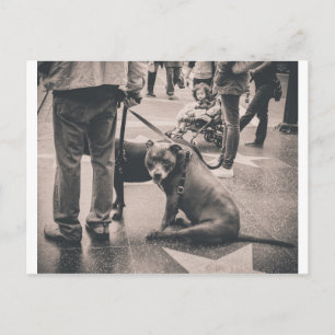 Carte Postale Hollywood Blvd