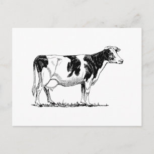 Carte Postale Holstein Cow
