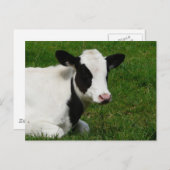 Carte postale Holstein Cow sur l'herbe (Devant / Derrière)