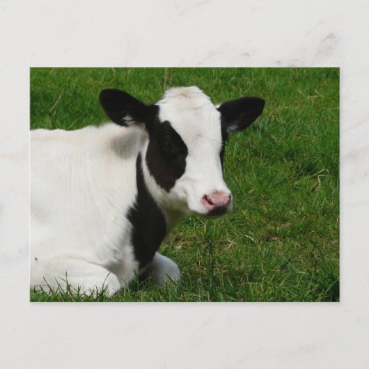 Carte postale Holstein Cow sur l'herbe (Devant)
