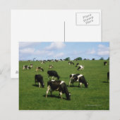 Carte Postale Holstein-Friesian, Irlande (Devant / Derrière)