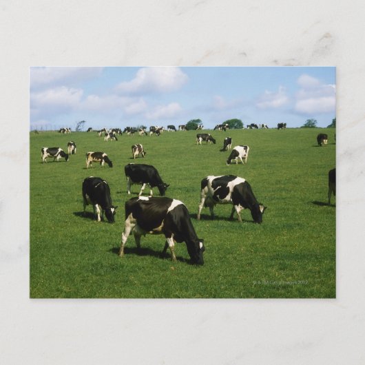 Carte Postale Holstein-Friesian, Irlande (Devant)