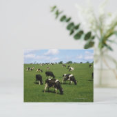 Carte Postale Holstein-Friesian, Irlande (Debout devant)