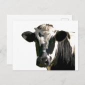 Carte Postale Holstein Vache ferme animal laitier noir et blanc (Devant / Derrière)