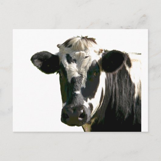 Carte Postale Holstein Vache ferme animal laitier noir et blanc (Devant)
