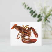 Carte Postale Homard (Debout devant)