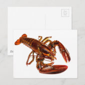 Carte Postale Homard (Devant / Derrière)