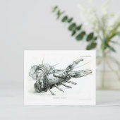 Carte Postale Homard (Debout devant)