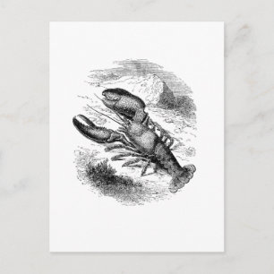Carte Postale Homard américain